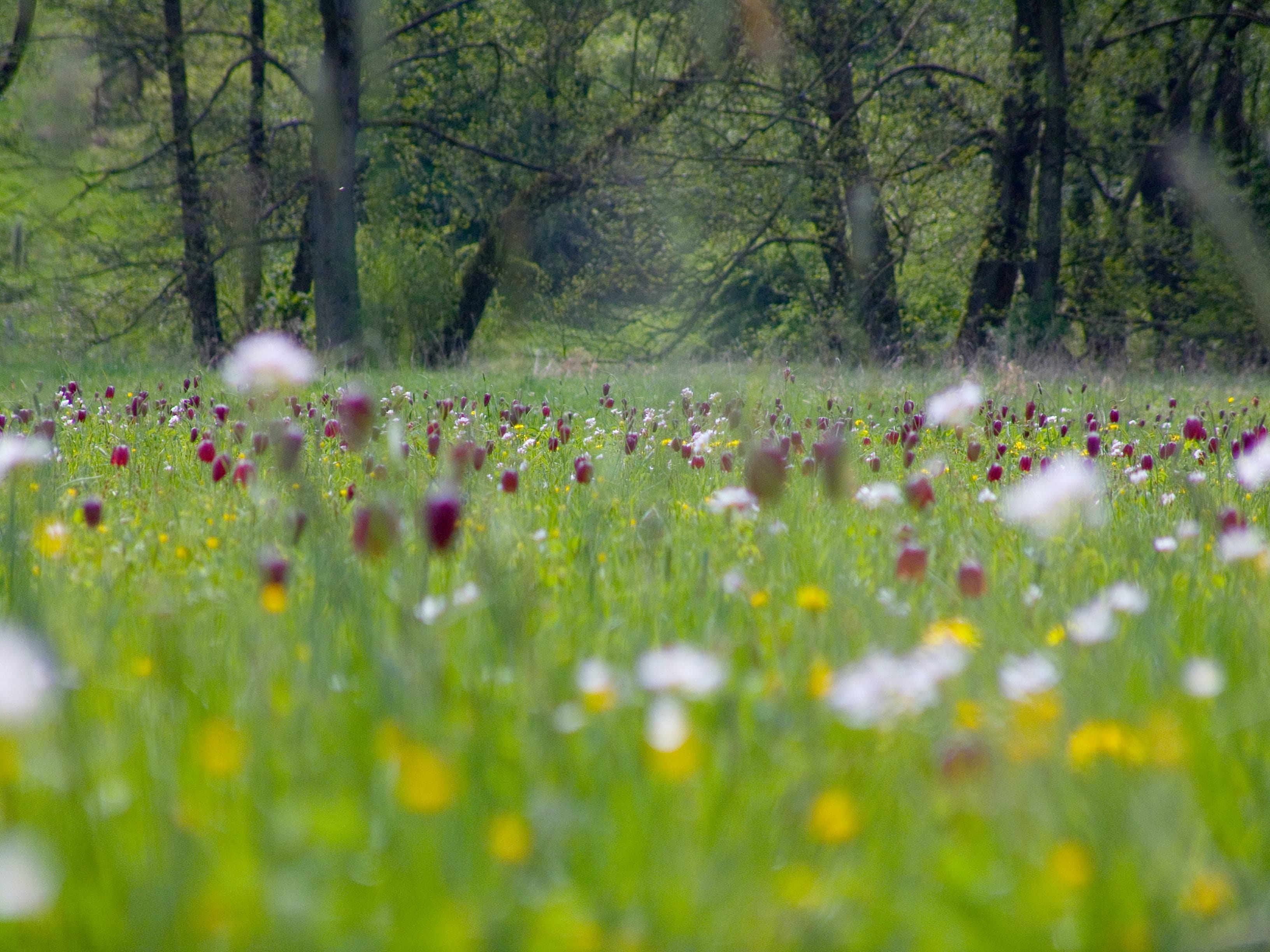 natural burial